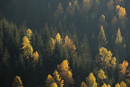 秋天的森林景象 绿树和黄树在山边形成对比薄雾太阳魔法阴影树木童话叶子季节小路木头图片