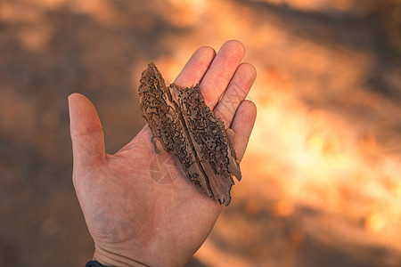 鸣虫素材一棵树上的树皮 被一只手握着的蜂鸣虫感染了背景