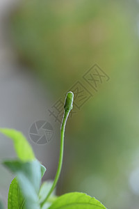 花朵在我的花园里开花粉色红色植物植物学绿色生长植物群宏观叶子草本植物图片