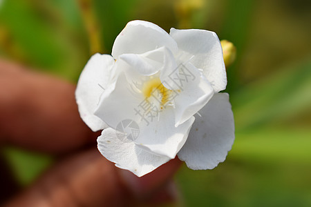 花朵在我的花园里开花生长植物群叶子红色植物学宏观绿色粉色草本植物植物图片