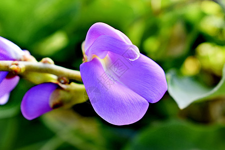 花朵在我的花园里开花草本植物植物学生长红色植物群宏观绿色粉色植物叶子图片