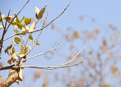 具有清洁天空背景的树枝分支阳光森林分支机构环境晴天植物叶子花园季节蓝色图片