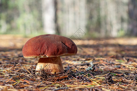 以松林中生长的一便士小面包或王宝为名的蘑菇-图象图片