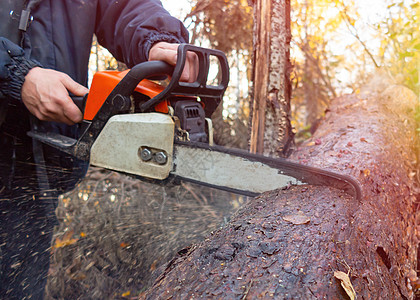 男人在森林里看到一棵木链锯厚的木桩樵夫风林砍伐机器灰尘伐木工工具木头艺师森林图片