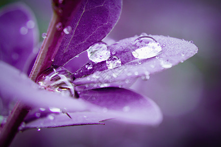 伏牛花的水滴勃艮第叶特写选择性聚焦背景墙纸紫丁香花园衬套叶子黑藤紫色植物宏观天气图片