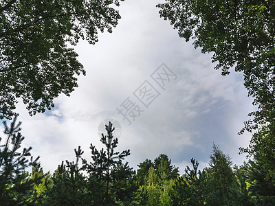 夏季天空 云层在树的绿花丛中 自然背景与复制空间犬类友谊说谎花园宠物伴侣眼睛动物毛皮微笑图片