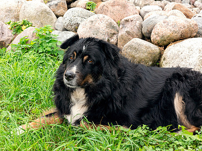 伯纳森南汉大黑狗 躺在草坪上 仔细观察周围情况朋友眼睛训练犬类岩石草地宠物友谊哺乳动物伴侣图片