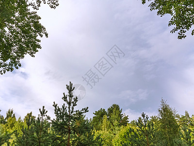 夏季天空 云层在树的绿花丛中 自然背景与复制空间伴侣宠物哺乳动物牧羊犬毛皮训练动物院子微笑警卫图片