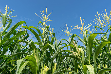 种植玉米田场地土地阳光太阳季节天空蔬菜栽培草地场景图片