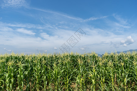 种植玉米田蔬菜食物土地生物质蓝色环境天空粮食农田植物图片