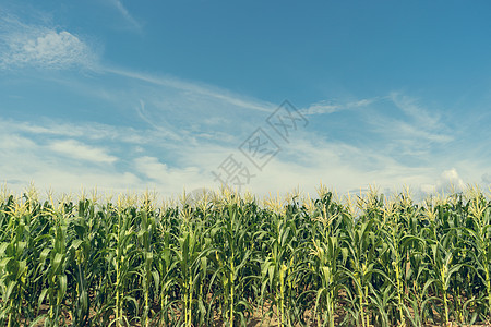 种植玉米田场地植物粮食栽培农场种植园叶子农田蓝色天空图片