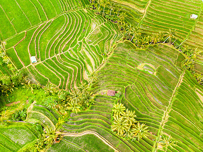 位于印度尼西亚巴厘的Jatiluwih水稻梯田和种植场以及棕榈树和道路的无人风景农场场景爬坡热带旅游稻田场地天线收成阳台图片