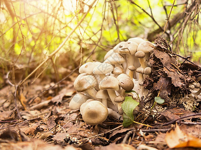 秋天森林的蘑菇中流药基脱胎菌食物团体叶子菌类地面灌木丛美食树叶荒野植物图片