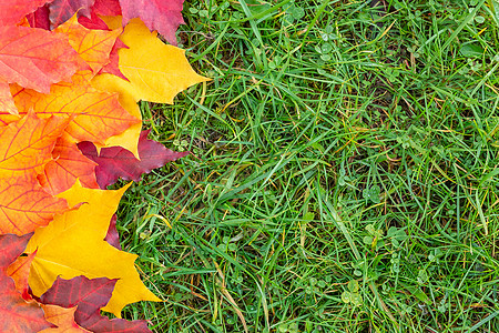 五颜六色的枫叶边框在绿草上 秋天的背景框架绿色红色季节黄色植物草地花园金子生长图片