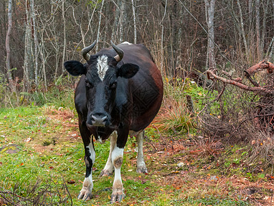 被撕碎的黑牛在森林中游荡蹄子国家奶牛灌木丛分支机构牛肉农场眼睛动物食物图片