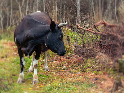 被撕碎的黑牛在森林中游荡动物分支机构农场绿色食物国家奶牛牛肉森林眼睛图片