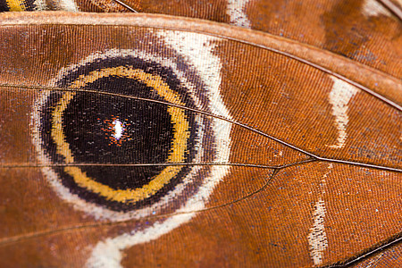 棕蝴蝶翅膀纹理的宏特写背景图案动物橙子昆虫热带脆弱性君主环境蓝色动物群生物学图片