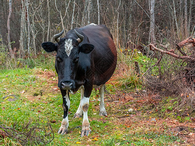 被撕碎的黑牛在森林中游荡分支机构牛角绿色农场灌木丛国家眼睛动物森林蹄子图片
