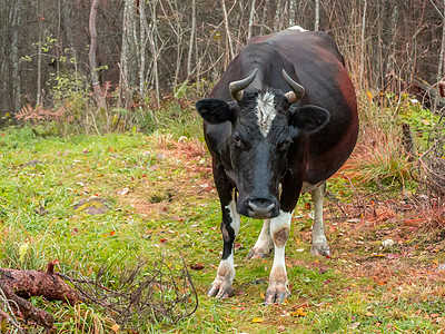 被撕碎的黑牛在森林中游荡哺乳动物眼睛国家食物分支机构灌木丛奶牛牛角牛肉农场图片
