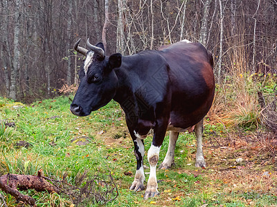 被撕碎的黑牛在森林中游荡国家绿色灌木丛农业食物动物牛肉眼睛蹄子农场图片