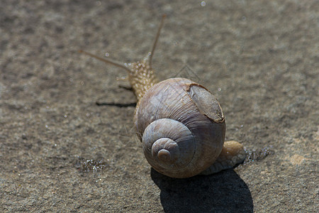 Snail和受伤住房生物害虫喇叭昆虫触手动物鼻涕虫螺旋纹幻灯片野生动物图片