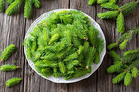 收集用于制备糖浆的年轻小费自然枝条云杉植物荒野草本植物药物盘子绿色疗法图片