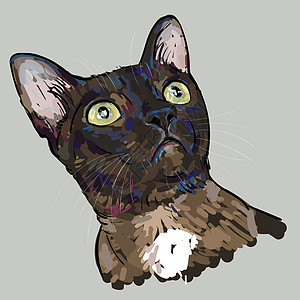 猫的肖像画正在凝视着白色卡通片黑色棕色绘画猫咪动物涂鸦宠物染色图片
