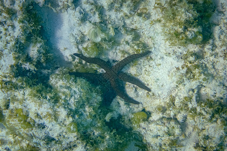 位于澳大利亚埃克茅斯附近角山脉国家公园的珊瑚礁黑海星图片