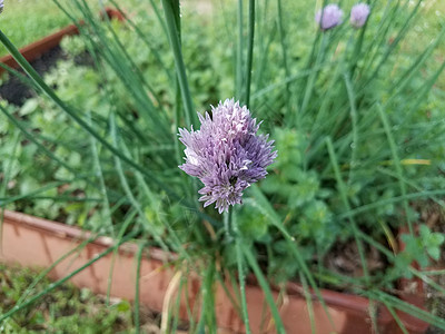 花朵在菜园绿香或洋葱植物上的紫花图片