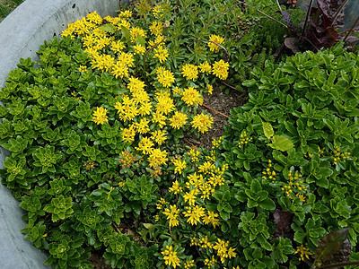 在水泥花盆中用绿叶和黄花植树树叶植物群植物学黄色绿色花瓣图片