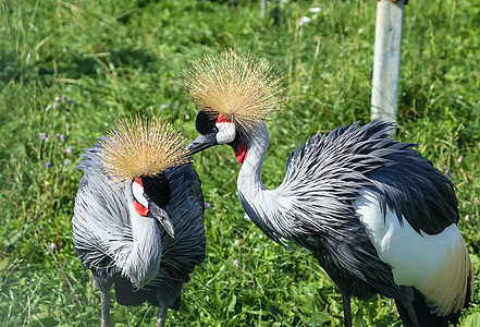 黑冠鹤动物园白色眼睛灰色鸟类黑色野生动物动物脖子公园图片
