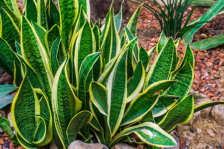 在一个热带花园 非常流行的园艺植物 装饰性花园和家用植物中紧闭地叶子图片