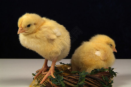 孤立在黄色背景和鸡蛋上的可爱小鸡婴儿新生家禽公鸡母鸡农业宠物翅膀反射生物图片