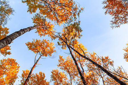 在蓝色天空的色彩多彩的秋天森林中 星窗顶端的底部视图照片叶子季节树木树干橙子公园金子木头植物图片