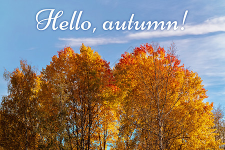 秋天的风景 — 蓝天映衬着黄橙树的树顶 上面写着“你好 秋天” — 图片图片