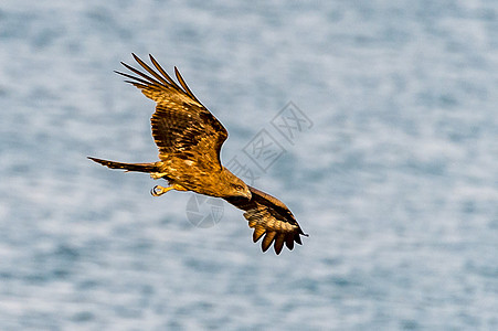 金鹰号天空野生动物动物飞行旅行荒野图片