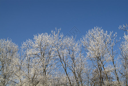 蓝色 sk 树枝上的白霜松树美丽天空寒意森林云杉水晶雪花花园叶子图片