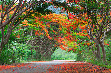 火焰树景点 皇家波因西阿纳热带火焰场景植物群树叶叶子隧道橙子孔雀花园图片