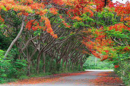 火焰树景点 皇家波因西阿纳蓝色街道火焰季节场景植物叶子植物群隧道孔雀图片