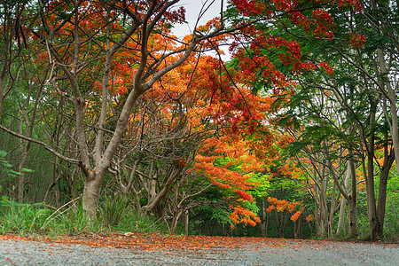 火焰树景点 皇家波因西阿纳叶子季节植物群热带树叶花瓣情调街道孔雀天空图片