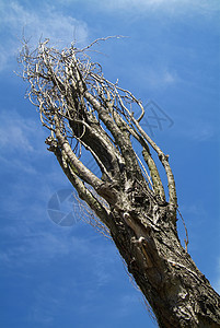 树枝上裸露的树枝 与蓝天对立 紧紧地闭着图片