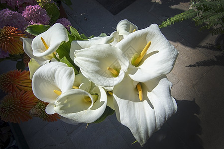 母亲节花束阳光下美丽的白花百合花朵新娘叶子植物树叶植物群庆典花瓣礼物花束背景