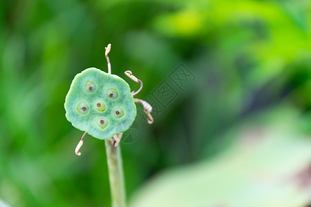 近距离靠近种子在泰国的莲花图片