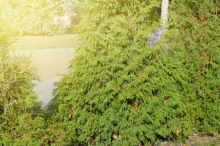 Arborvitae树在阳光夏日沿路城市公园生长灌木季节小路公园阳光植物学宏观叶子环境绿色图片