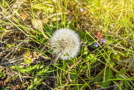 阳光夏日的白花朵 在草本上撒有伞籽花园叶子场地草地宏观蓝色植物种子背景生长图片