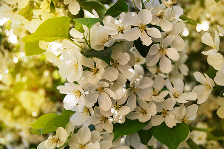 春园苹果树开花的美丽背景 有选择的焦点阳光和光彩明亮种植园果园天空太阳射线花序园艺花园农村叶子图片