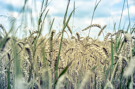 蓝色天空背景上的小麦田闭热粮食季节场景生长收成稻草植物面包农村收获图片