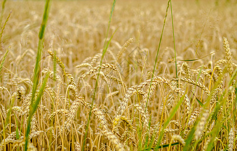 金黄色背景的小麦田密闭农村稻草种子耳朵晴天农业阳光大麦收成谷物图片