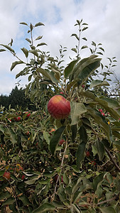 树上红苹果水果 含绿叶食物树叶果园植物学红色植物群苹果树绿色图片