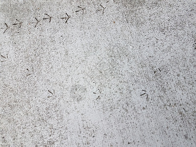 灰水泥灰水泥中的鸟类足迹或足迹印刷动物脚印人行道地面野生动物路面灰色水泥图片